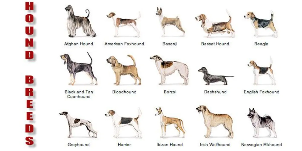 Calling Out to All Dog Lovers; Here Are 7 Best Dog Breeds For Condo Living