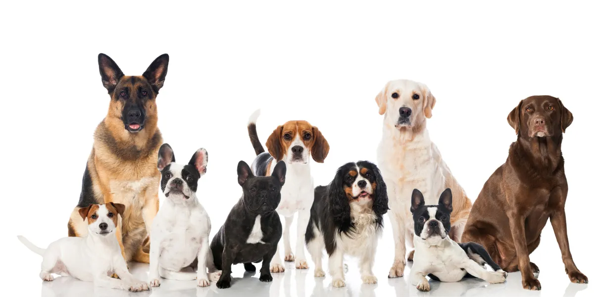 Calling Out to All Dog Lovers; Here Are 7 Best Dog Breeds For Condo Living