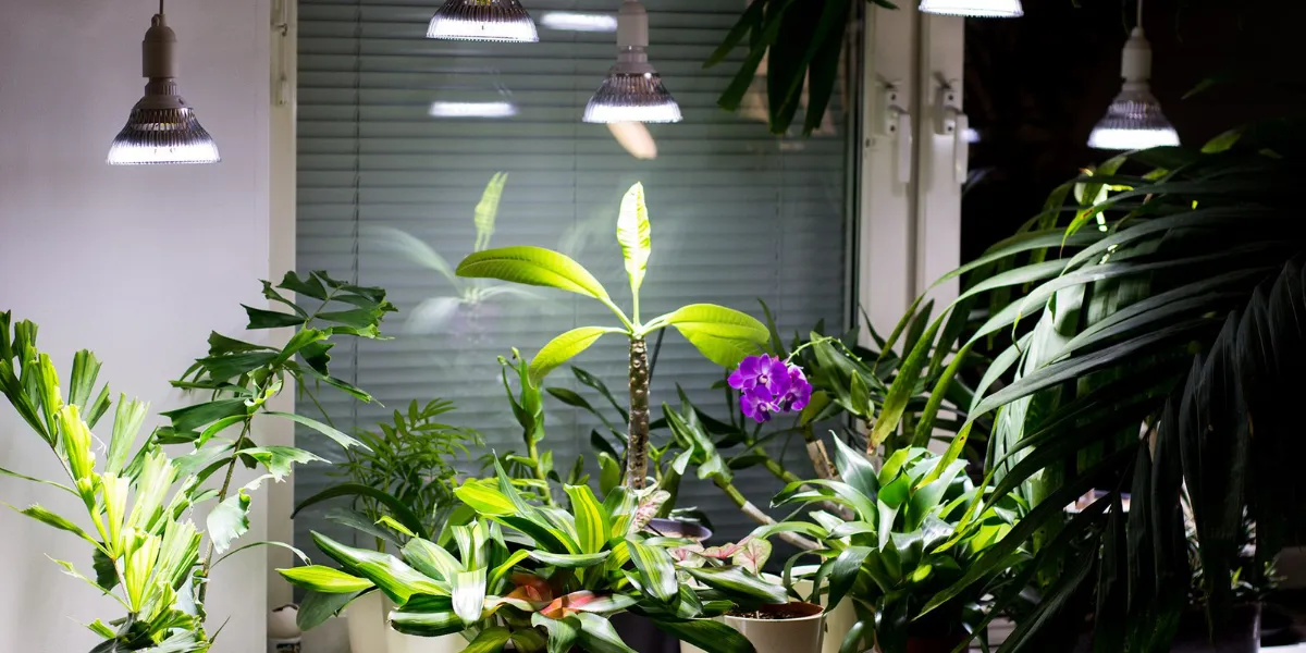 Best Indoor Plants For Condo Dwellers