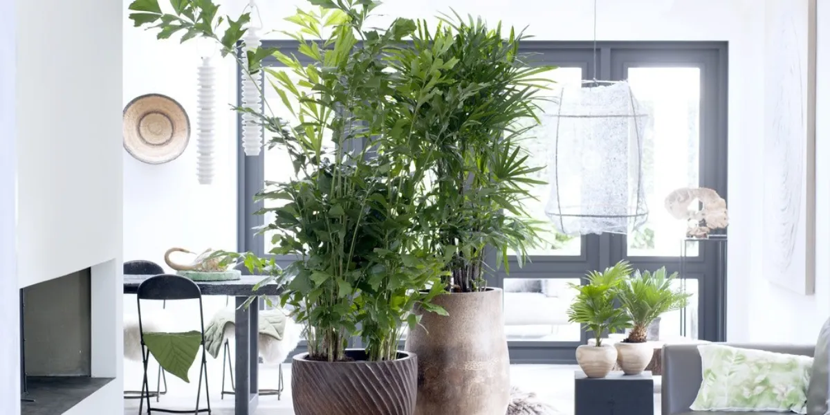 Best Indoor Plants For Condo Dwellers